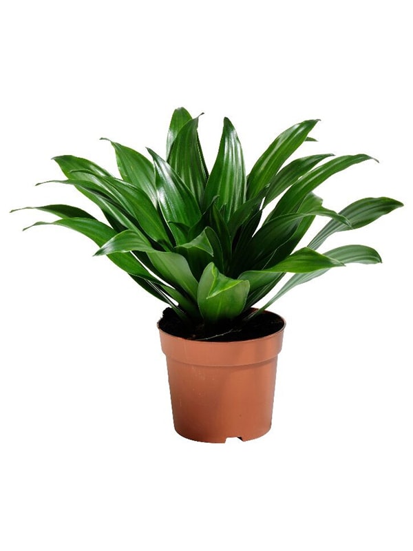 Dracaena